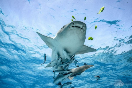 EU Unlikely to Hit 2030 Marine Protection Goals, ECA Warns