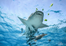 EU Unlikely to Hit 2030 Marine Protection Goals, ECA Warns